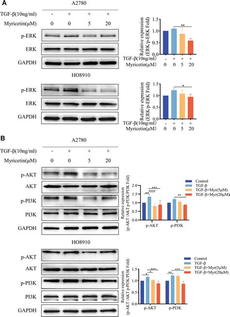 Frontiers Myricetin suppresses TGF β induced epithelial to