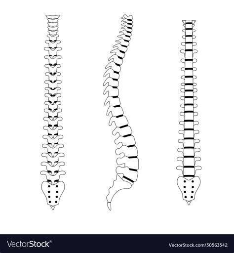 Human Spine Anatomy Royalty Free Vector Image VectorStock