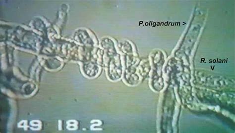 Pythium oligandrum - Alchetron, The Free Social Encyclopedia