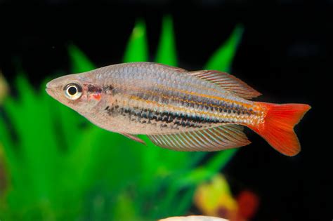 Rot Gestreifter Großflossen Regenbogenfisch Melanotaenia Rubrostriata