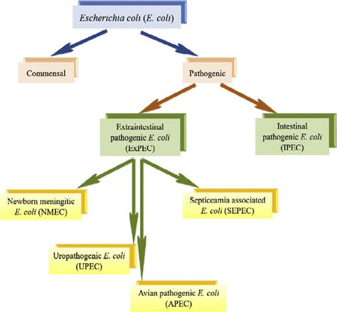 Prevalence And Possible Transmission Of Extraintestinal Pathogenic Download Scientific Diagram