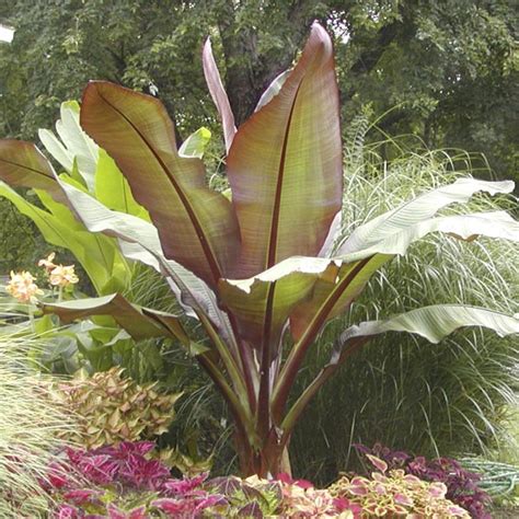 Ensete Abyssinian Banana Maurelii Ensete Ventricosum Mygardenlife