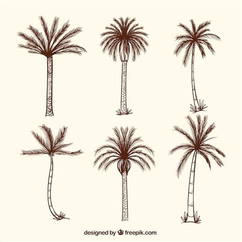 Premium Vector Hand Drawn Tropical Palm Trees