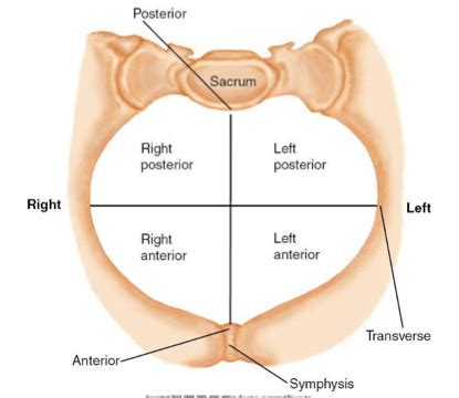 Ob Exam Intrapartum I Flashcards Quizlet