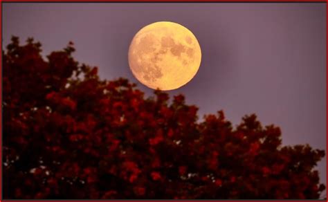 Hunters Moon The Brightest Supermoon Of The Year Usa Herald