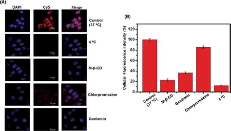 Evaluation Of Endocytosis Pathways Of Cy Loaded Tppp Micelles In Mcf