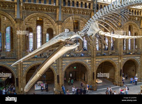 Hope The Giant Blue Whale Skeleton Balaenoptera Musculus Suspended