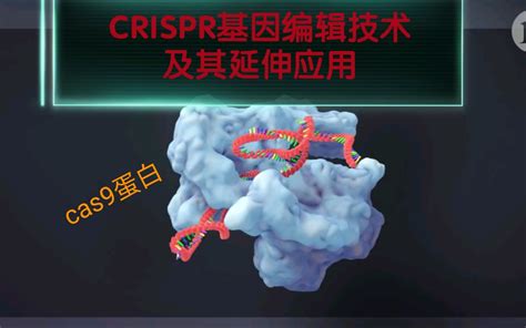 Crispr Cas9基因编辑技术Ι及其延伸应用（中英双字幕高清）哔哩哔哩bilibili