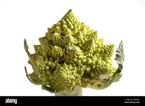 Romanesco Broccoli Or Roman Cauliflower Brassica Oleracea Stock Photo