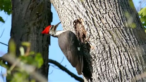 Pileated Woodpecker Pecking Away At Tree And Eating Insects Eating