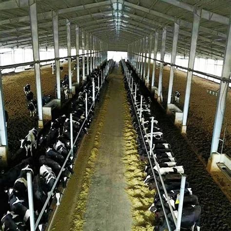 Prefab Construction Of Livestock Farms Steel Structure Cow Shed China