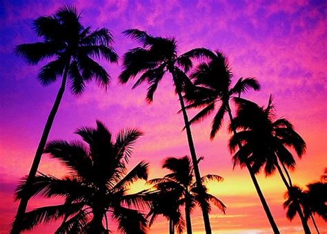 Beach Sunset Palm Tree Tumblr All Things Beach Palm Trees Tumblr