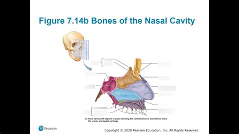 Figure 7.14b Bones of the Nasal Cavity Part 2 Diagram | Quizlet