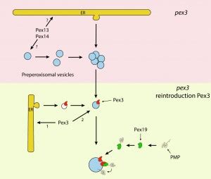 De novo peroxisome biogenesis revisited 