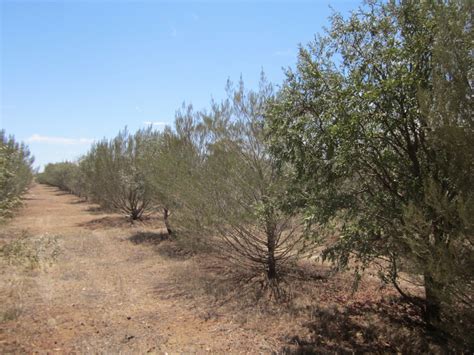 Australian Sandalwood Plantations Ultra International Bvultra