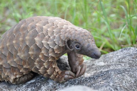 10th Annual World Pangolin Day