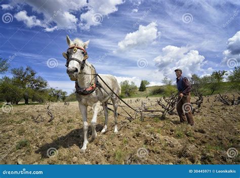 Old Farmer Plow Horse Editorial Photo - Image: 30445971