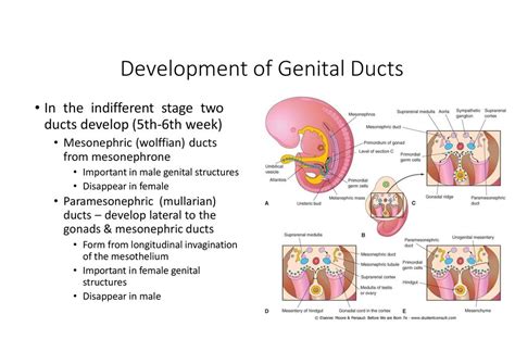 Development Of Reproductive System Ppt Download