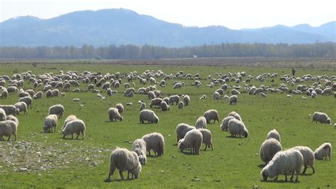 Iceland Sheep Herding: Farmers Round Up Their Sheep As They Make Their ...