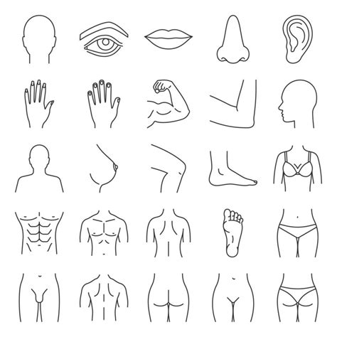 Human Body Parts Linear Icons Set Anatomy Health Care Thin Line