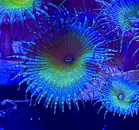 Amazon Coralslover Live Saltwater Coral Frag Captain Jerk