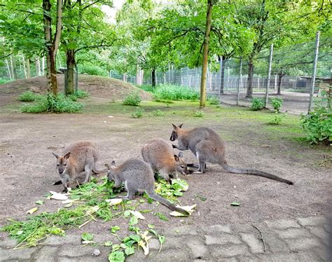 Mitglied Werden Im Verein Freunde Und F Rderer Des Walldorfer Tierparks