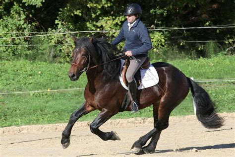 Meilleurs voeux pour 2023 Centre du Soularac Pyrénées à cheval