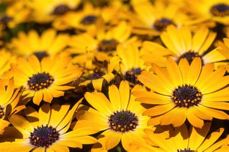 African Daisies In Bloom Stock Photo Image Of Fragrance 311946084