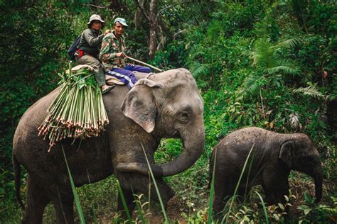 Chitwan 2 noches y 3 días de Safari por la Jungla y Aventura