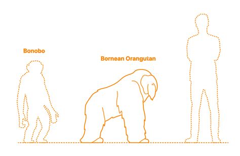 Bornean Orangutan Pongo Pygmaeus Dimensions Drawings Dimensions