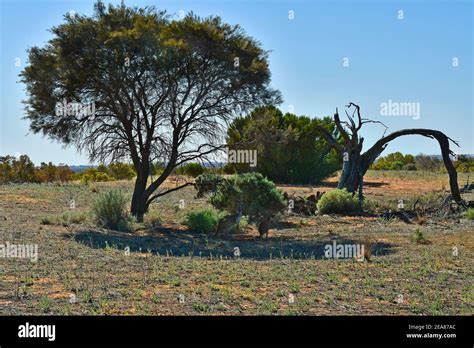 Australia Kangaroo Shadow Hi Res Stock Photography And Images Alamy