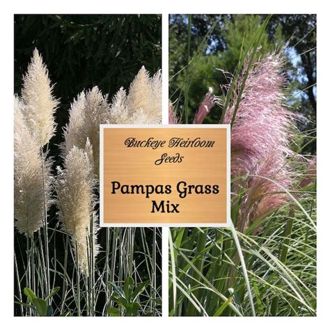 Pink Pampas Grass Seeds - Etsy