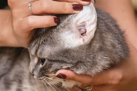 How To Get Rid Of Ear Mites In Cats Ocala Vets