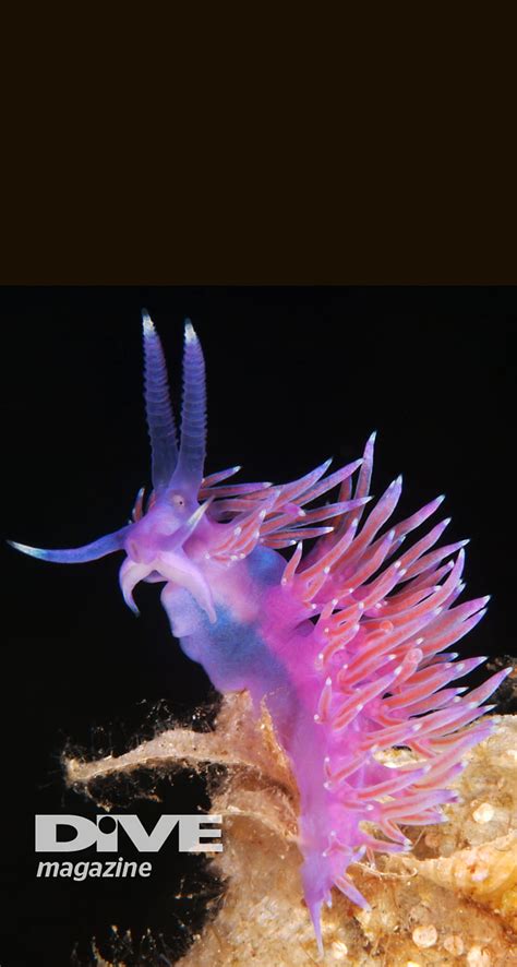 Nudibranch Wallpaper Ponsel Hd Pxfuel