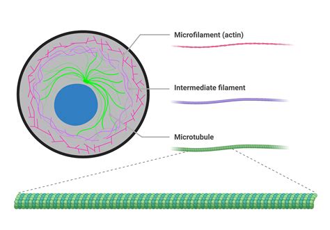 The Cytoskeleton College Biology I