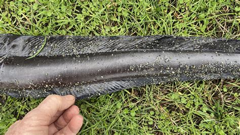 Wolf Eel : Anarrhichthys ocellatus on Taylor beach | MetchosinCoastal