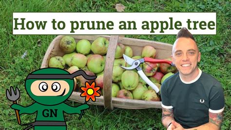 How To Prune An Apple Tree Ultimate Beginners Guide YouTube