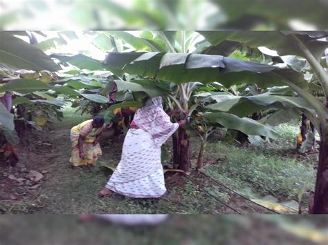 Women Farmer Becoming Atamnirbhar By Doing Banana Farming In Ranchi