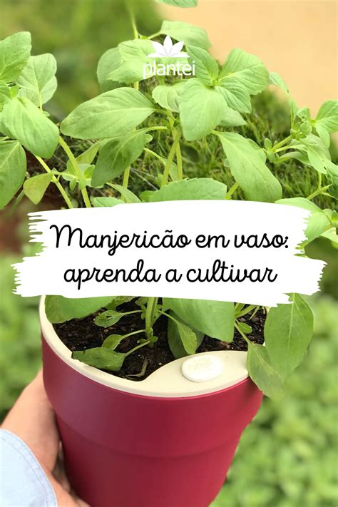 Como cultivar manjericão do plantio à poda Blog Plantei em 2021