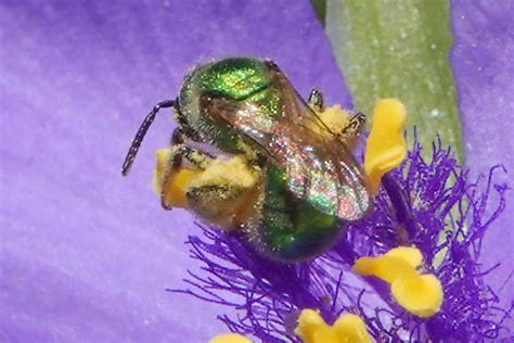 Bright Green Sweat Bee Augochlorella Bugguidenet