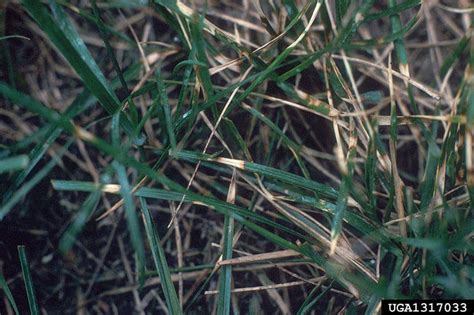 Identifying Fighting And Preventing Lawn Diseases