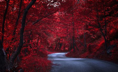 Autumn Red Tree Wallpaper