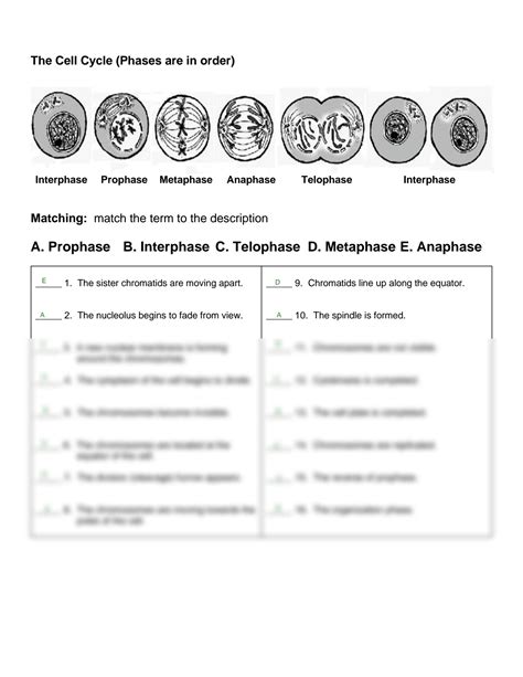 Mitosis Worksheet Fill Online Printable Fillable Blank