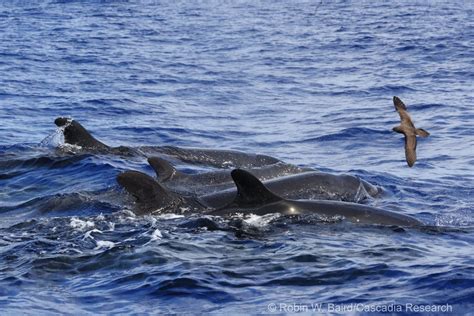 Hawaiʻis Endangered False Killer Whales What We Have Learned From