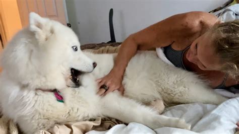 Beautiful Husky Vs Pretty Lady Play Fighting Youtube