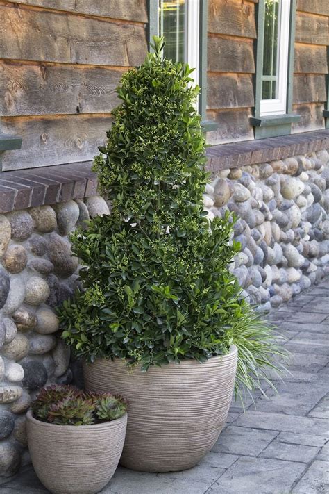 Top Des Arbres En Pots Cultiver Sans Difficult