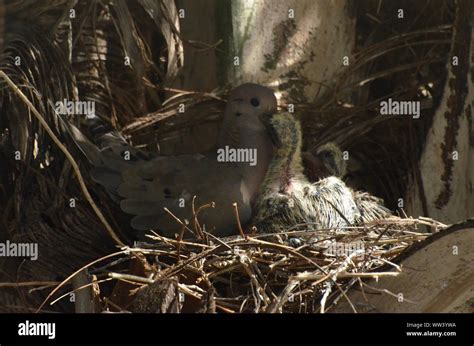 Bird Nurturing And Feeding Baby Birds Stock Photo Alamy