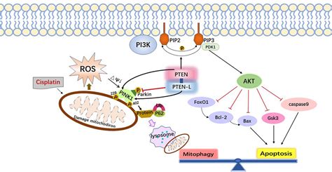 Frontiers Cisplatin Ototoxicity Mechanism And Antagonistic