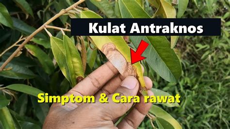 Serangan Kulat Antraknos Pokok Durian Musang King Simptom Cara