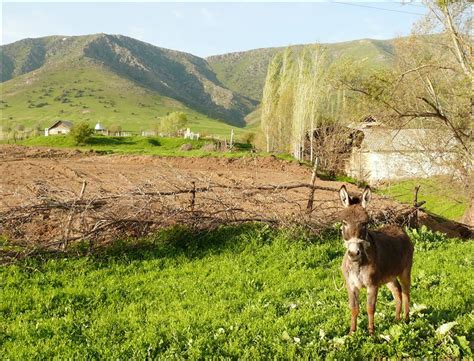 Kazakhstan flora and fauna: nature, animals, birds